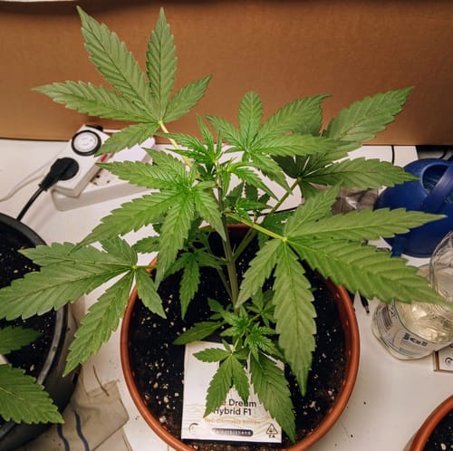Customer photo review of Blue Dream F1 Hybrid THC Cannabis Samen – Die schnellsten der Welt - 50 Tage von der Keimung bis zur Ernte