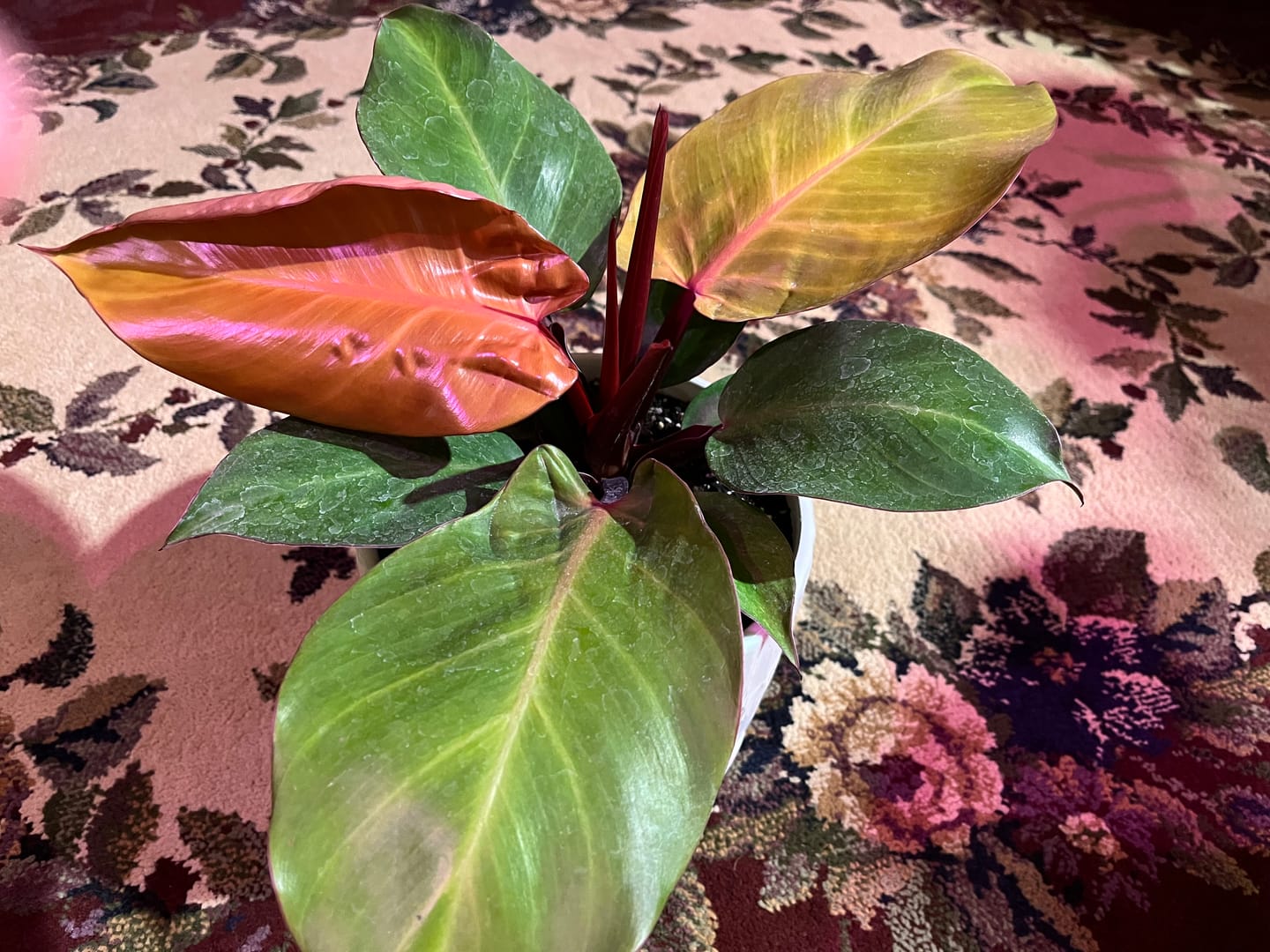 Customer photo review of Philodendron 'McColley's Finale'