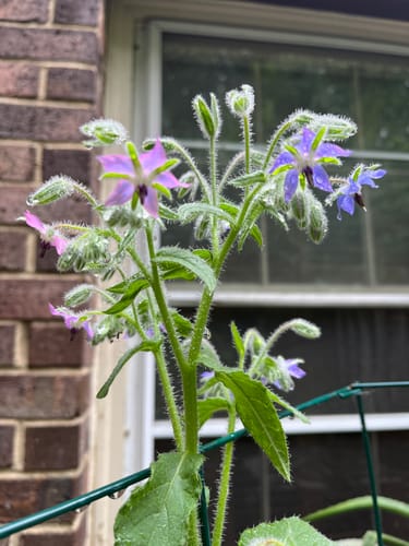 Customer photo review of Borage