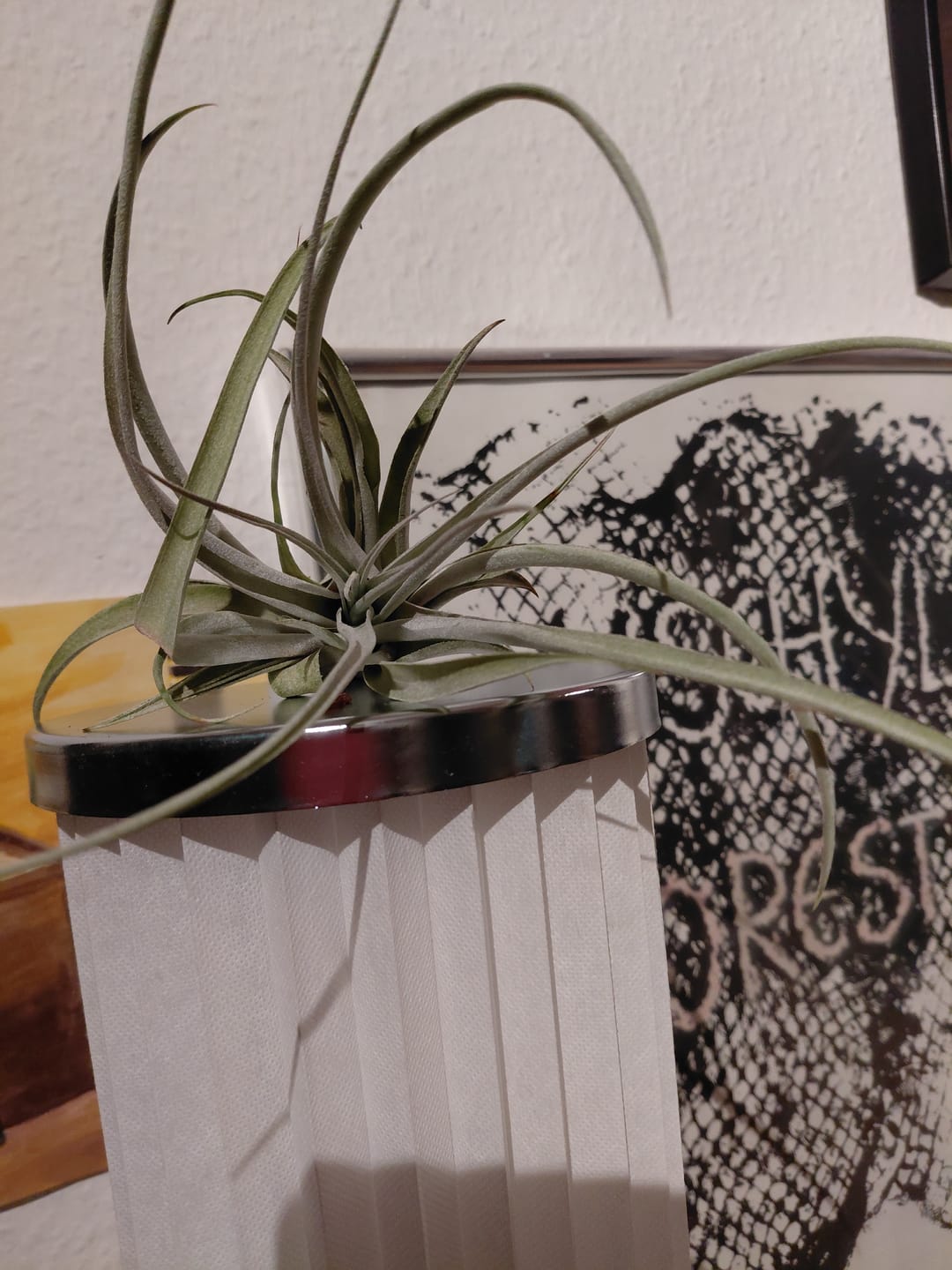 Customer photo review of Tillandsia capitata var. peach