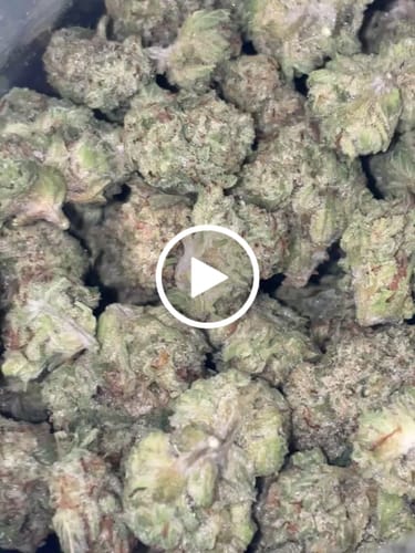 Customer video review of Sherbelato - Bulk - Hybrid