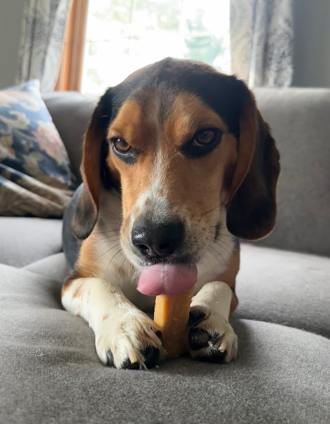 Customer photo review of Himalayan Yak Cheese Chew Dog Treat