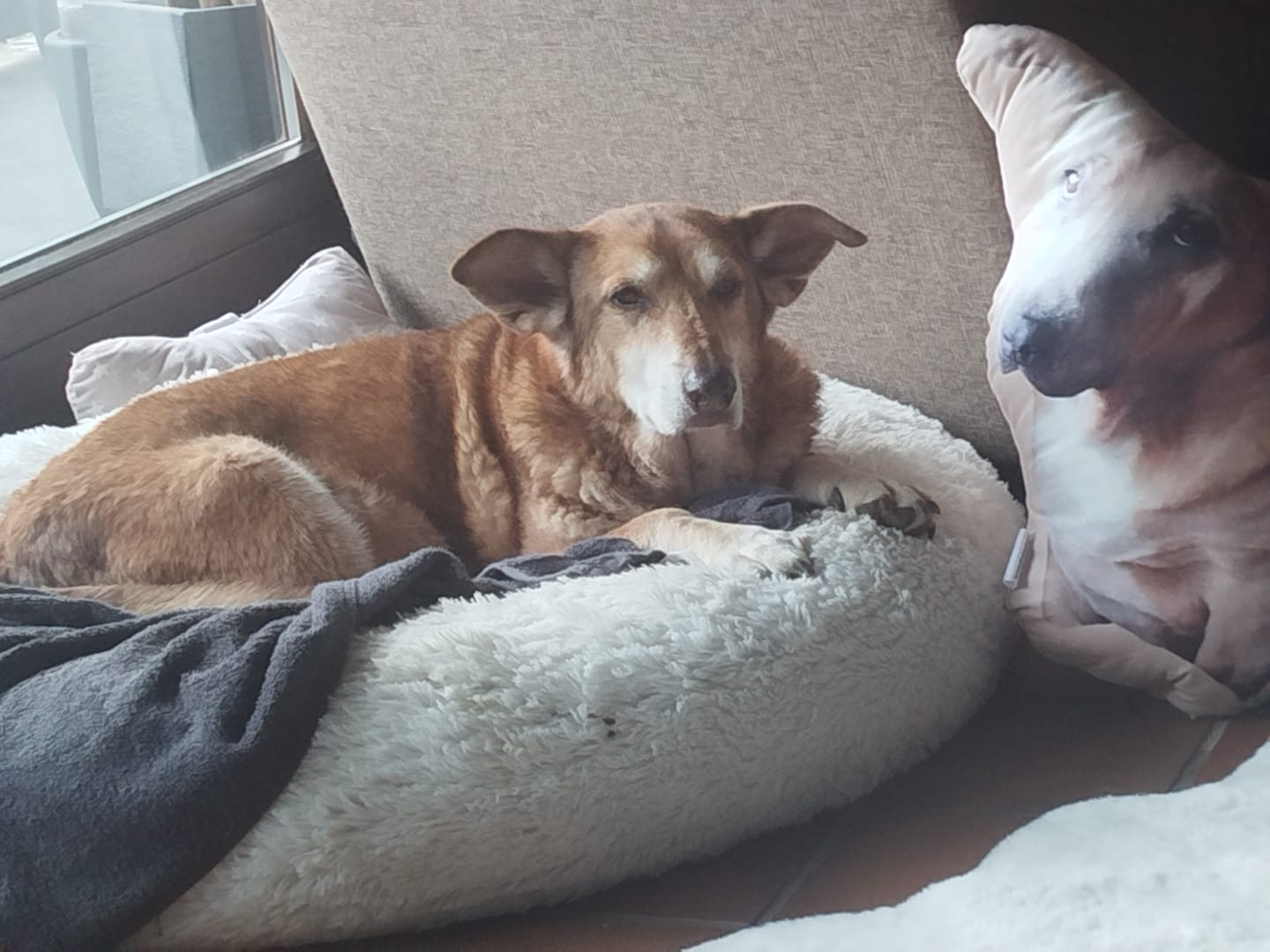 Customer photo review of Personalisiertes Hundekissen