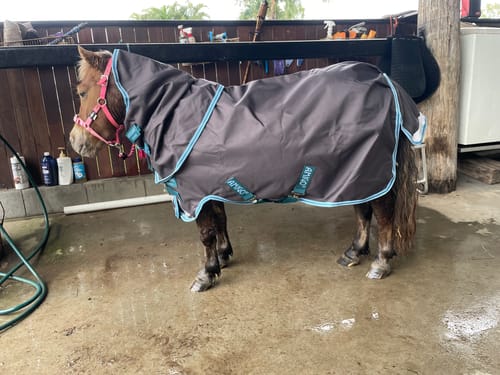 Customer photo review of Amigo Bravo 12 Pony Plus Lite Turnout
