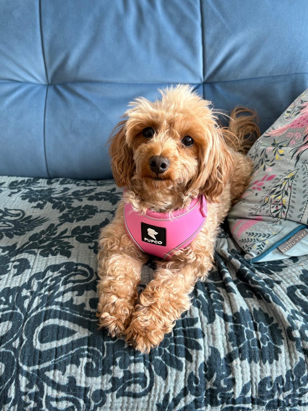 Customer photo review of Air-Lite Harness - Pink