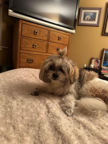 Customer photo review of Buddy Guard