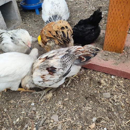 Customer photo review of GrubTerra Dried Black Soldier Fly Larvae 10lb.