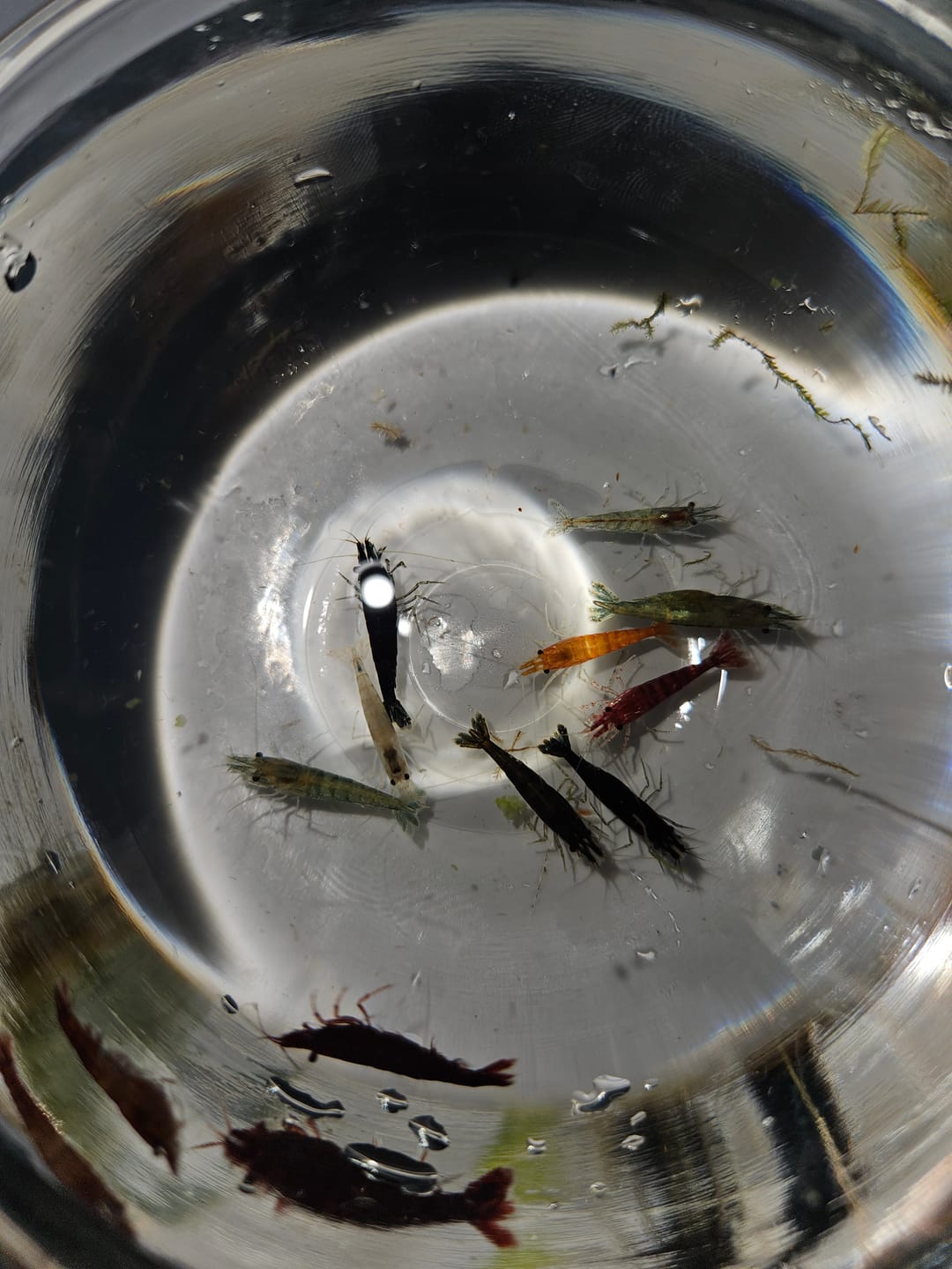 Customer photo review of Green Jade Shrimp