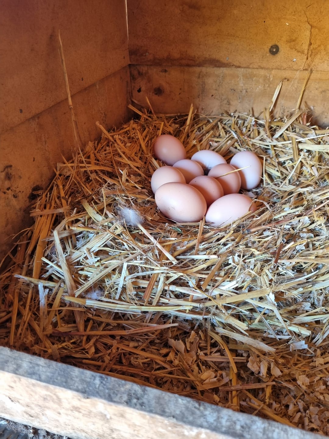Customer photo review of Avi Plus Layer & Breeder (Supplement For Poultry, Ostriches, Emus & Pigeons)