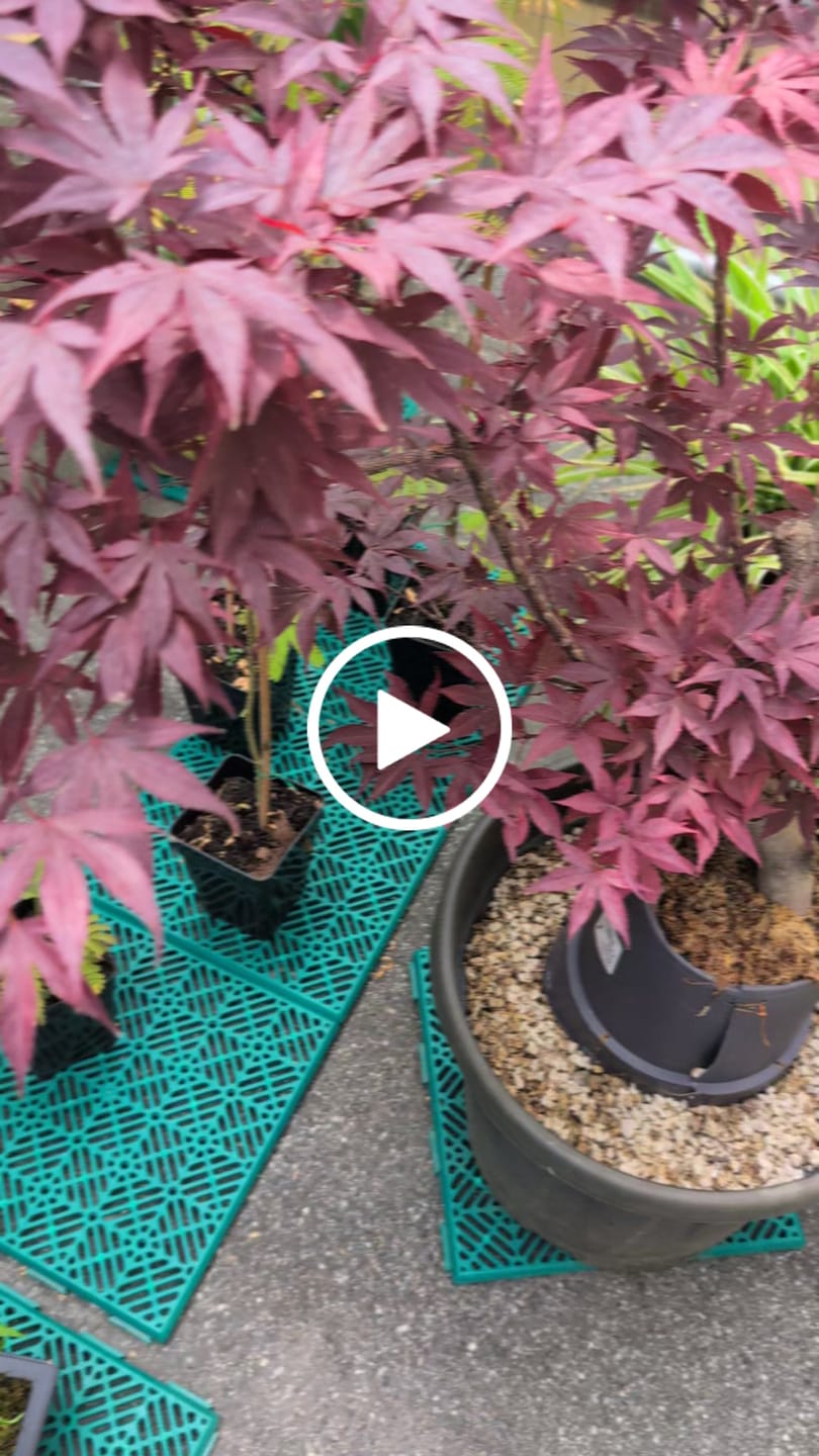 Customer video review of SFAGNO TOP QUALITY CB®