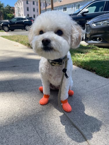Customer photo review of WagWellies® Mojave Neon Orange