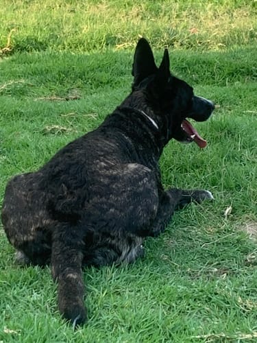 Customer photo review of Grain Free Adult Salmon