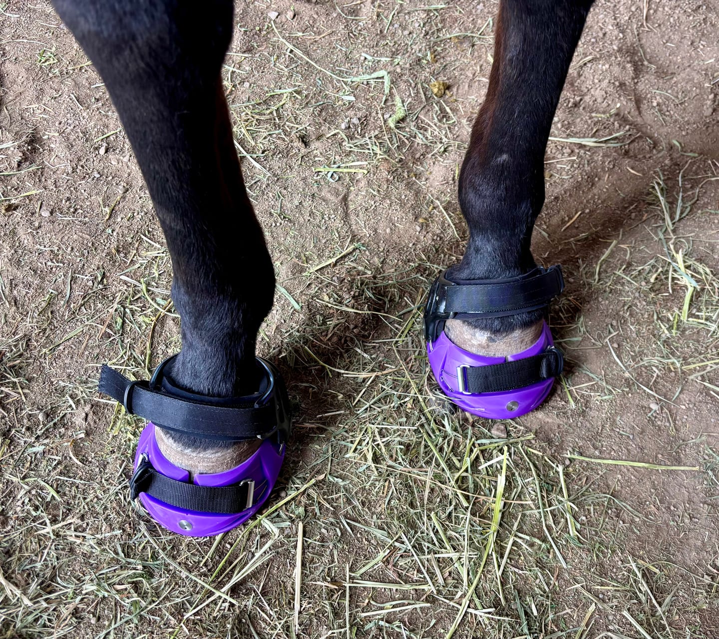 Customer photo review of Renegade® Viper Vivid™ Hoof Boots - Mystic Purple