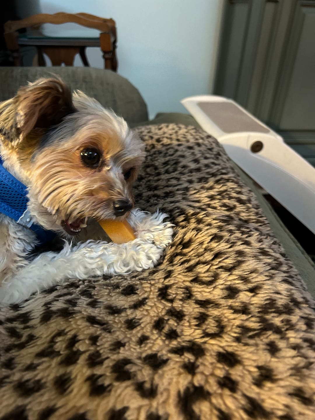 Customer photo review of 6-Inch Standard Bully Sticks