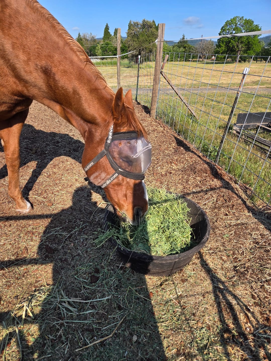 Customer photo review of Recovery Vizor - Clear UV Tint