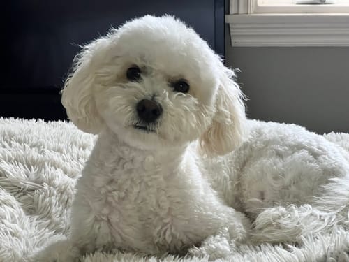 Customer photo review of Allergy & Immune