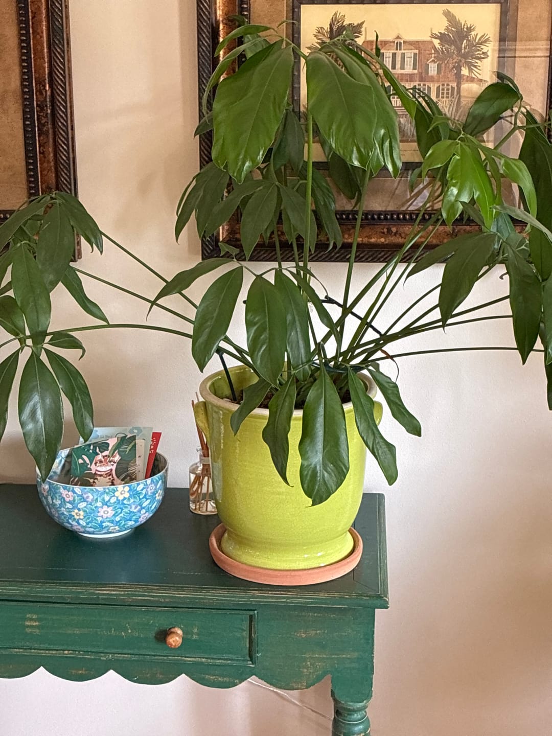 Customer photo review of Organic Neem Oil
