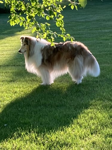 Customer photo review of Café Hacienda Doka Breakfast Blend