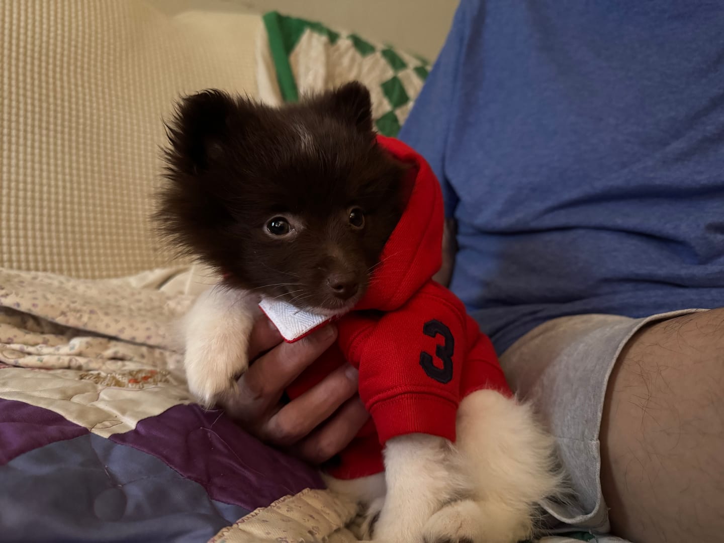 Customer photo review of Polo Ralph Lauren Big-Pony Fleece Dog Hoodie