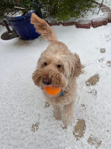 Customer photo review of Fetch & Glow Balls