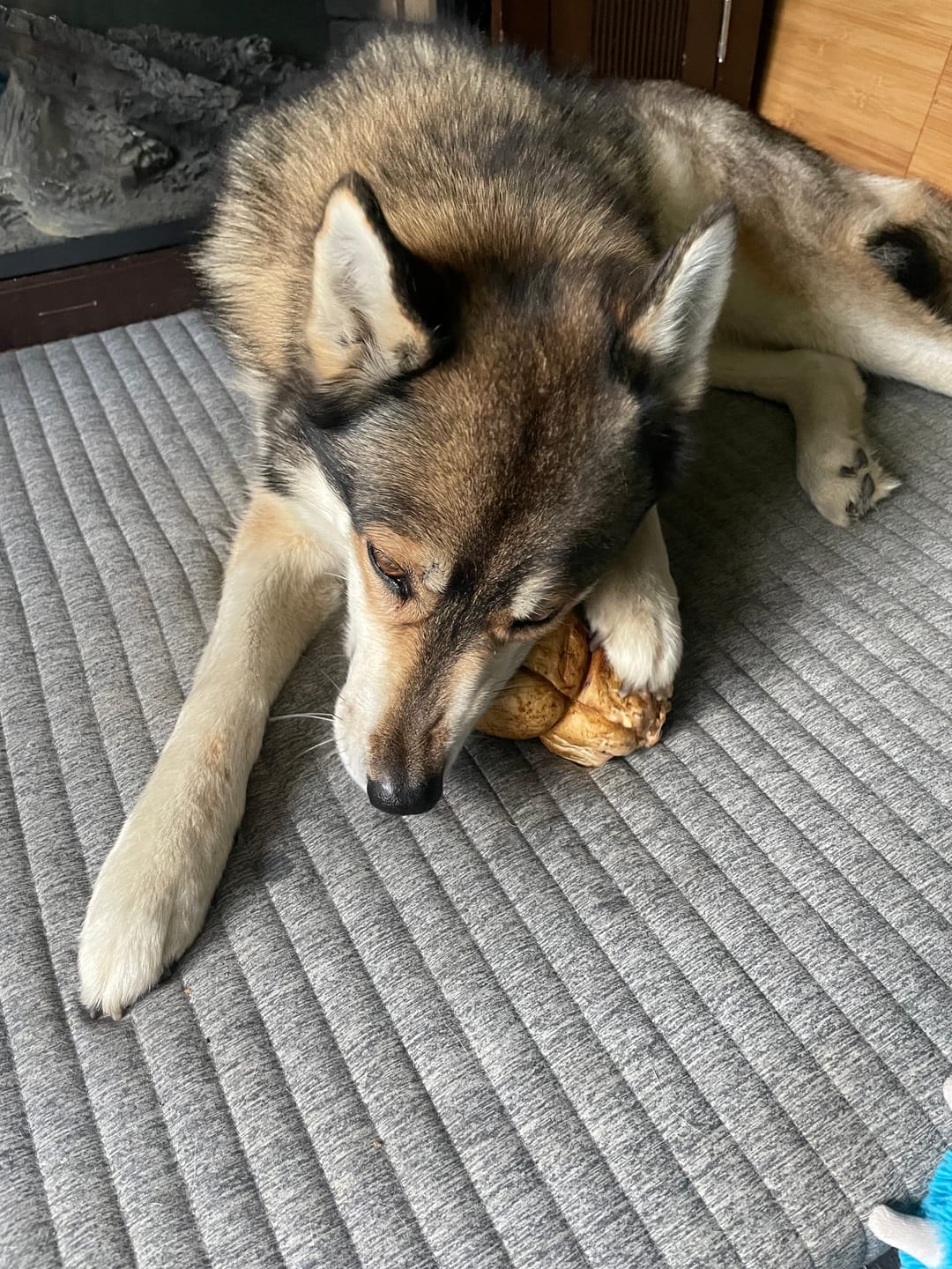 Customer photo review of 5-6 Inch Peanut Butter Cheek Roll