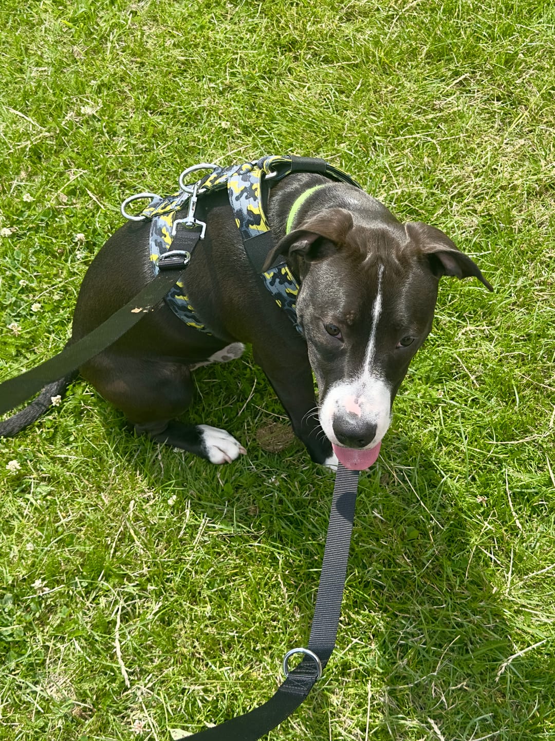 Customer photo review of Training Anti Pull TRI-Harness® | M-XL Breeds - Lightning