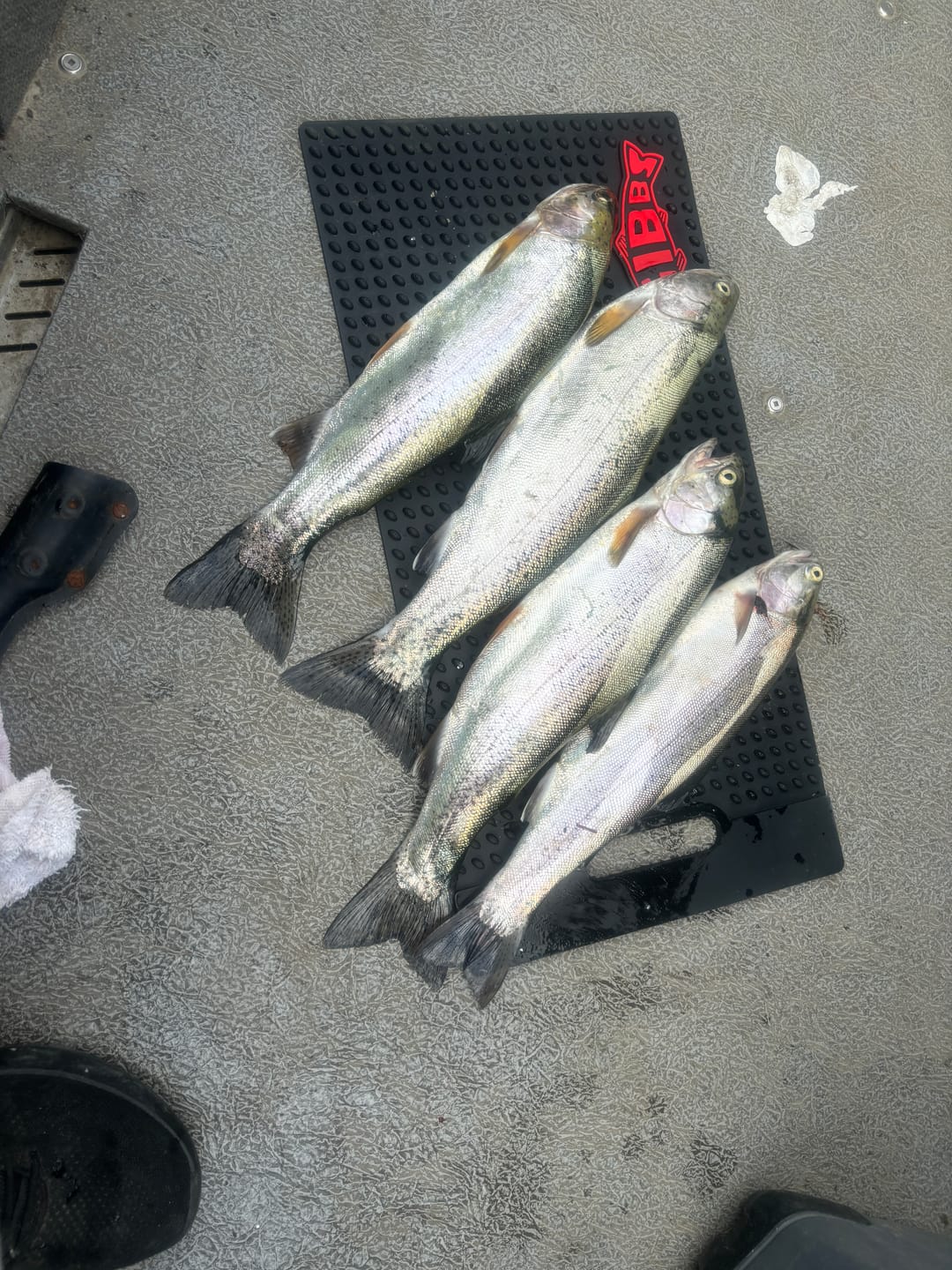 Customer photo review of Gibbs Fish Cleaning Mat