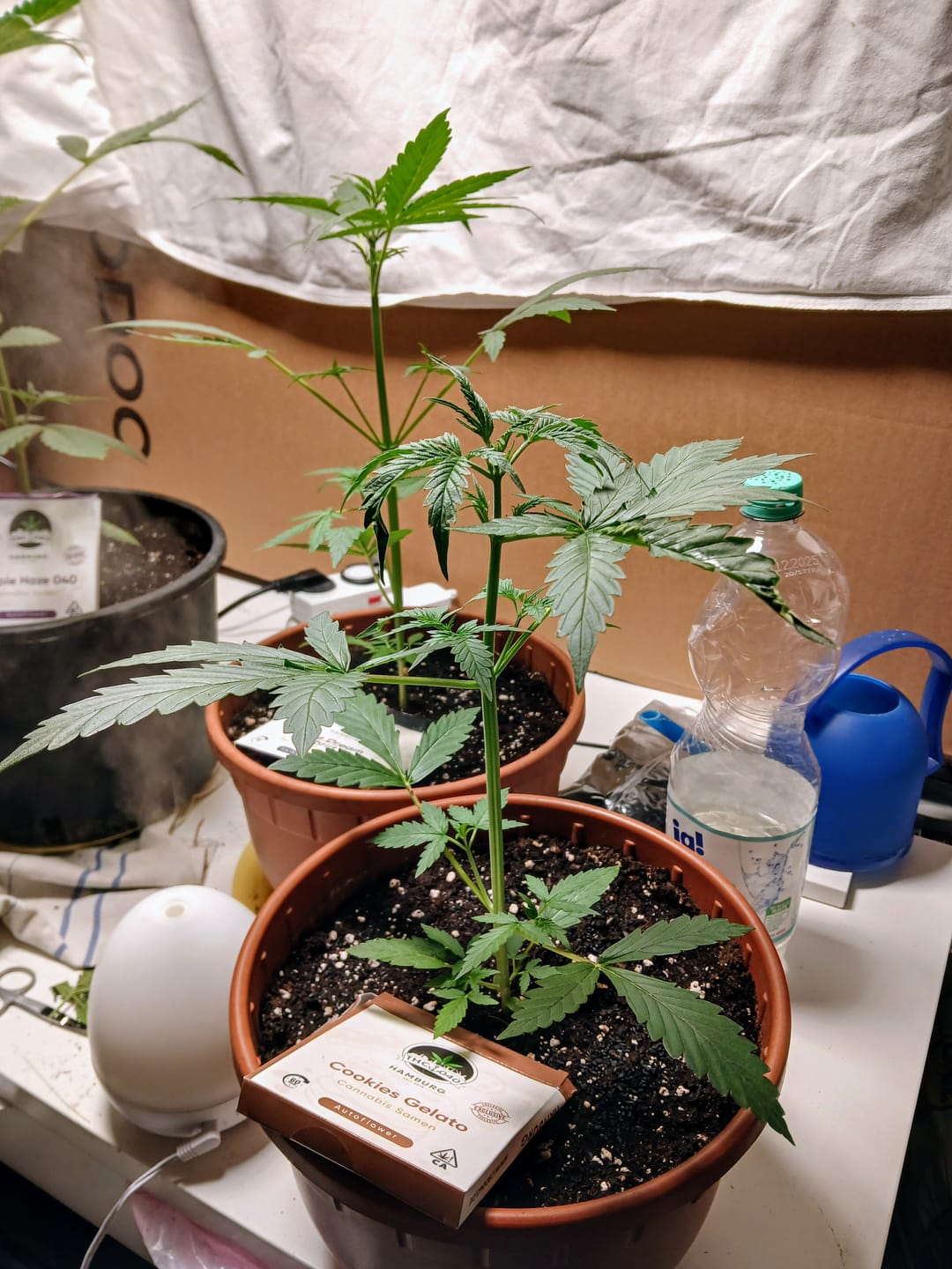 Customer photo review of Cookies Gelato 040 Cannabissamen, Feminisierte Automatic Indica Samen für den Eigenanbau - Cali Genetic