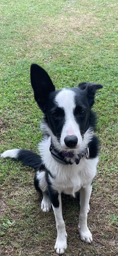 Customer photo review of Houndware Multi-Functional Anti-Bark Collar