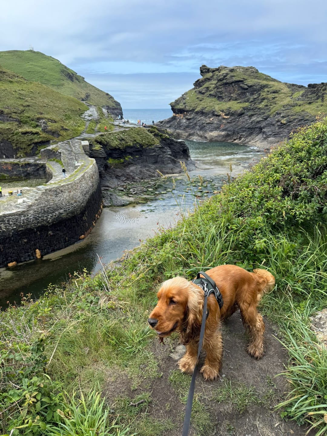 Customer photo review of Trail & Glow Tweed Dog Harness - Forest Tweed