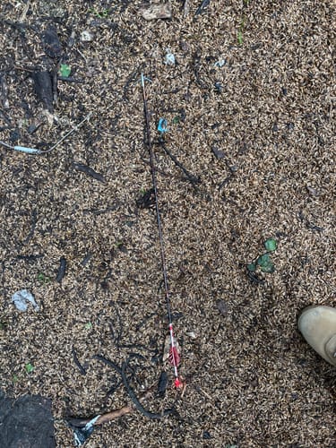 Customer photo review of Beast Broadheads - 2 Pack + Practice Tip