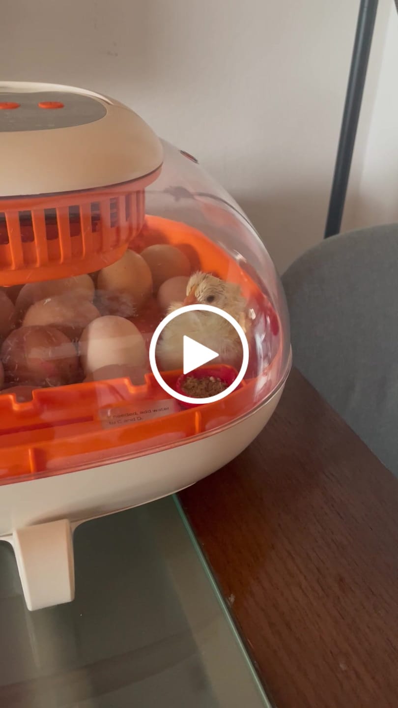 Customer video review of Egg Incubator -25 Egg Capacity