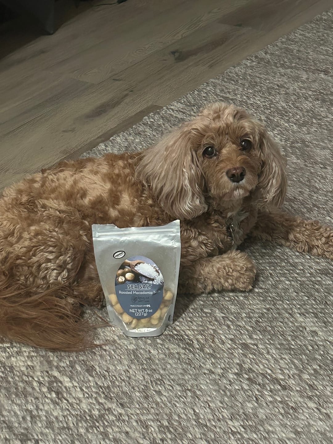 Customer photo review of Sea Salt Macadamia Nuts