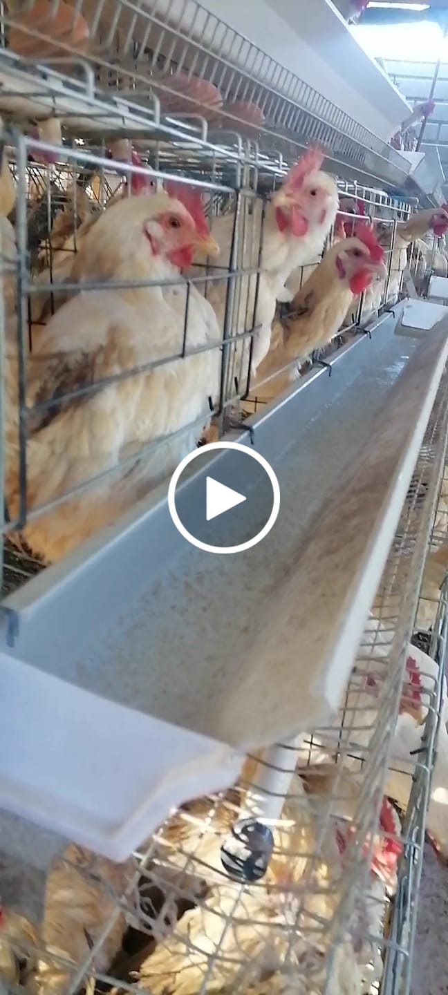 Customer video review of Avi Plus Layer & Breeder (Supplement For Poultry, Ostriches, Emus & Pigeons)