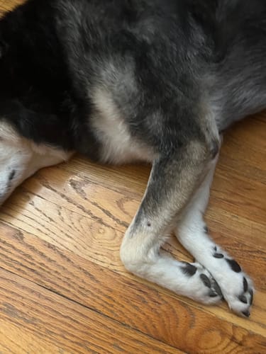 Customer photo review of Buddy Guard