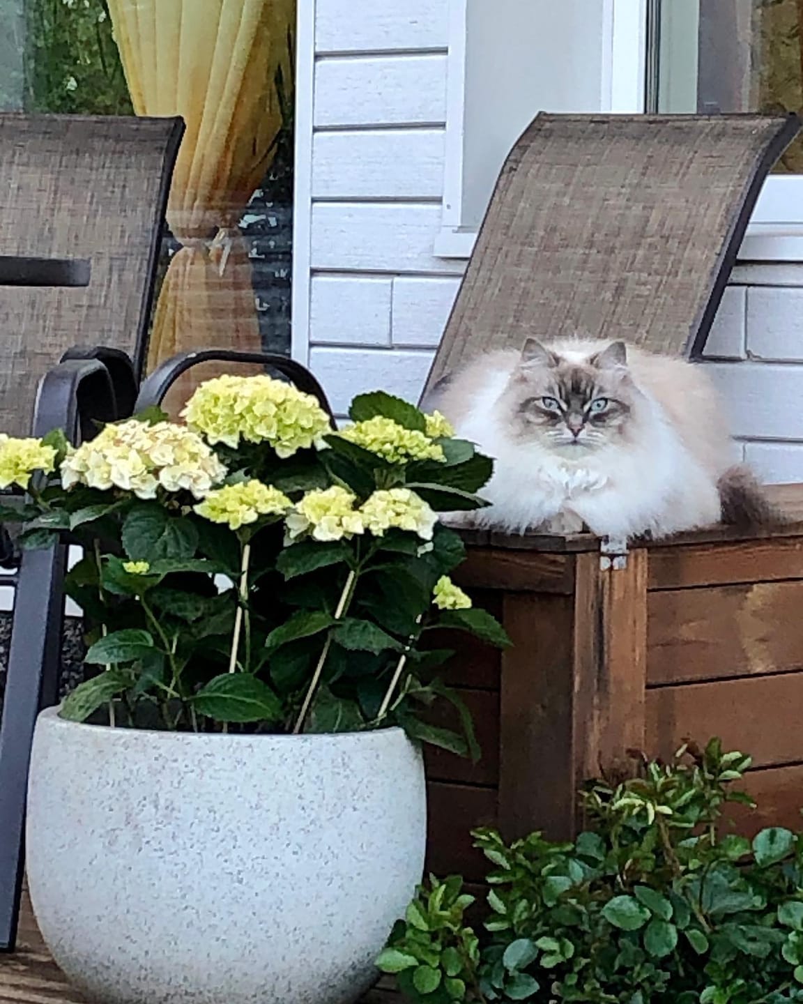 Customer photo review of FOR CATS Joints and Bones | Supplement for Cats