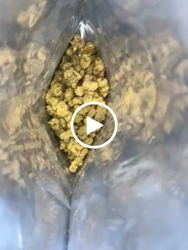 Customer video review of Bulk Discount Indoor Flower