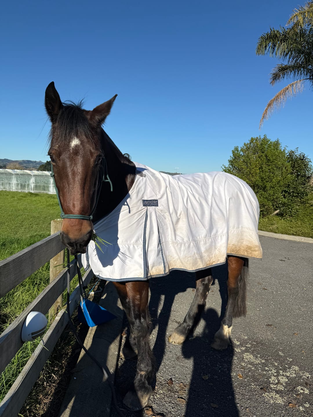 Customer photo review of LE Boxter Cotton Vest Liner