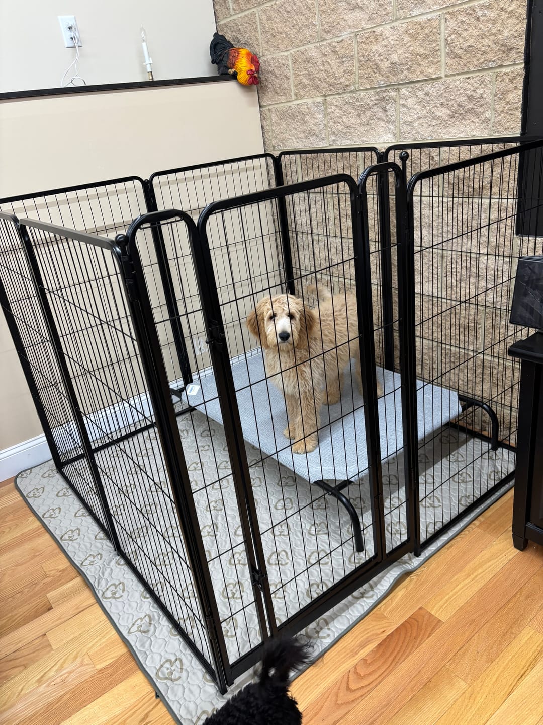 Customer photo review of Homeplus Dog Playpen for Indoor Use