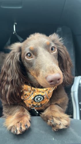 Customer photo review of Trail & Glow® Dog Harness - Wanna-Bee