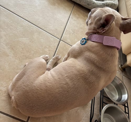 Customer photo review of Signature Silver Bones