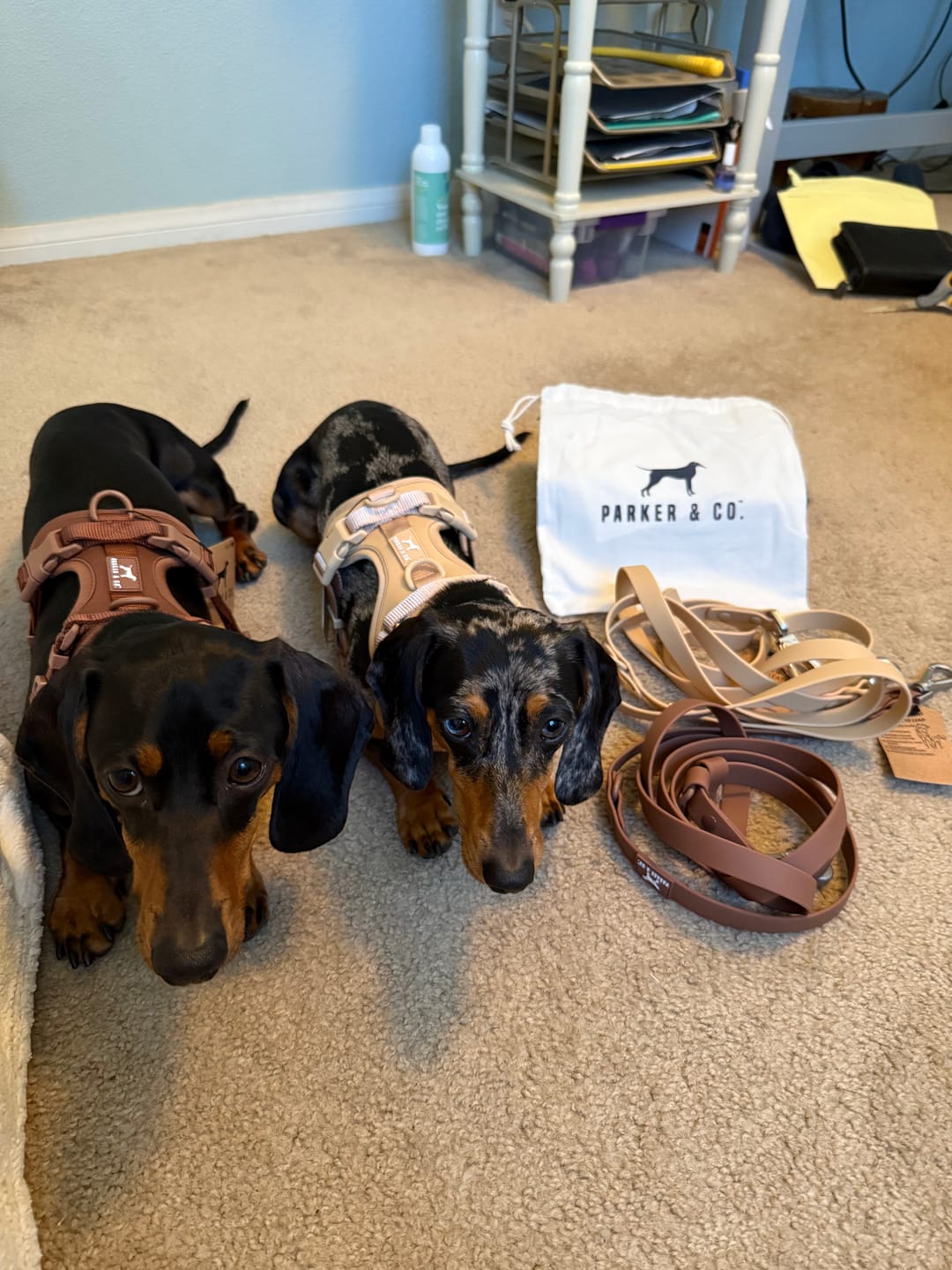 Customer photo review of Solace 6-IN-1 Hands Free Waterproof Leash