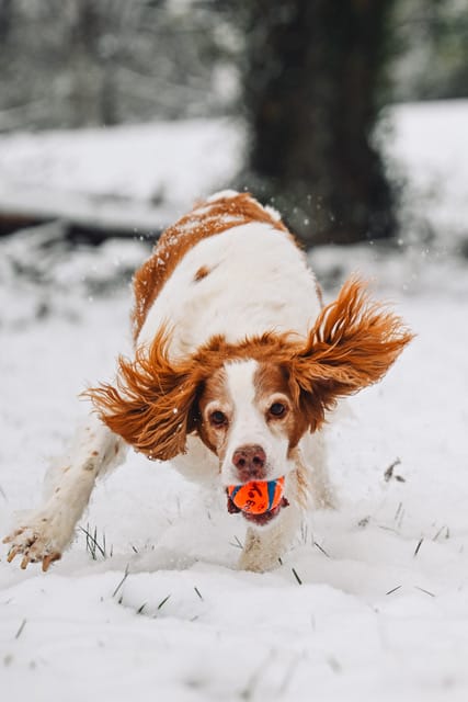 Customer photo review of Royal Canin Gastrointestinal Low Fat + Hydrolyzed Protein Dry Dog Food