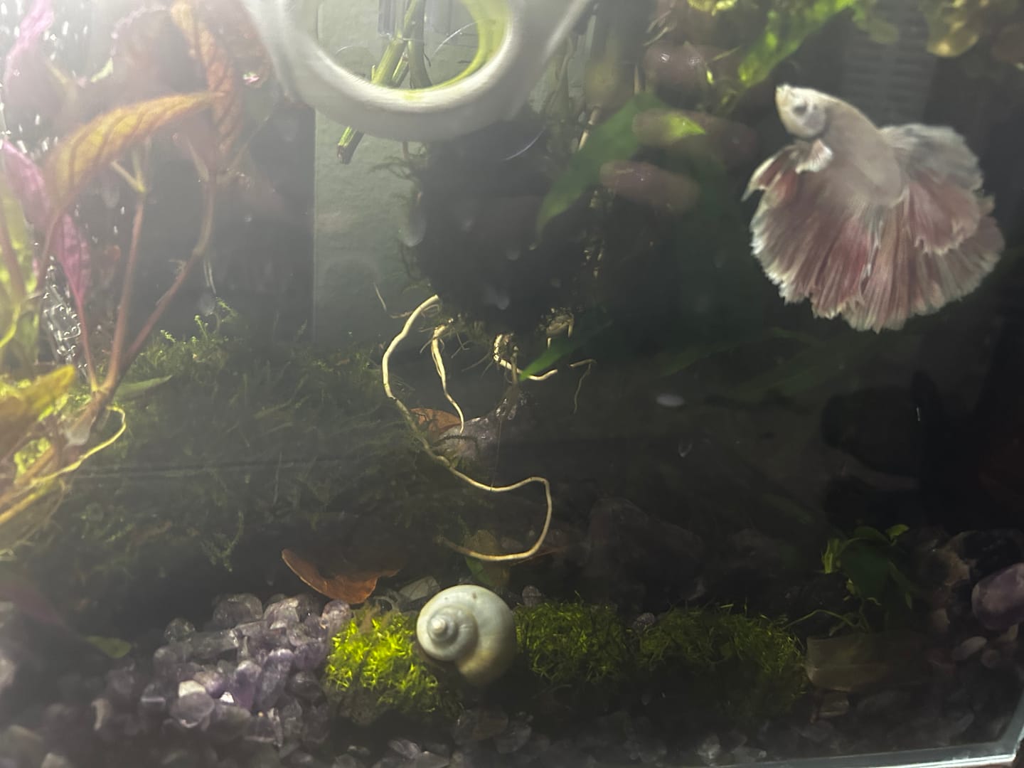 Customer photo review of Blue Mystery Snail
