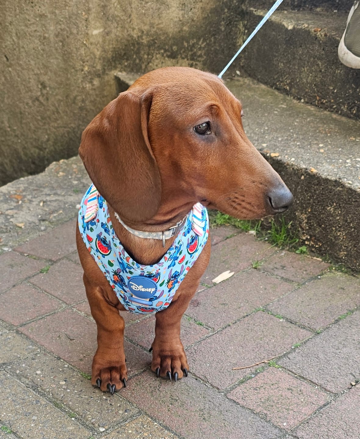 Customer photo review of Disney© Tough Trails™ Harness - Stitch's Fruit Fiesta