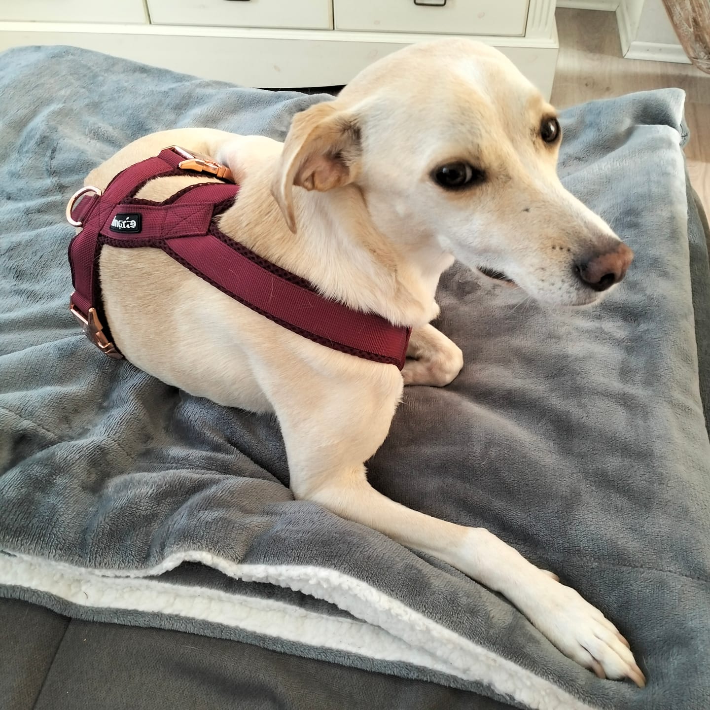 Customer photo review of Windhundgeschirr PRO "Bordeaux"
