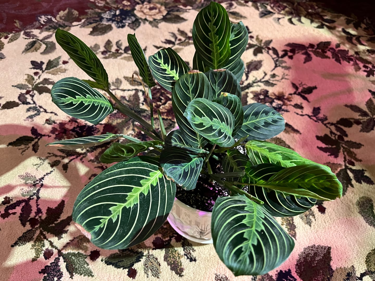Customer photo review of Maranta leuconeura "Lemon Maranta"