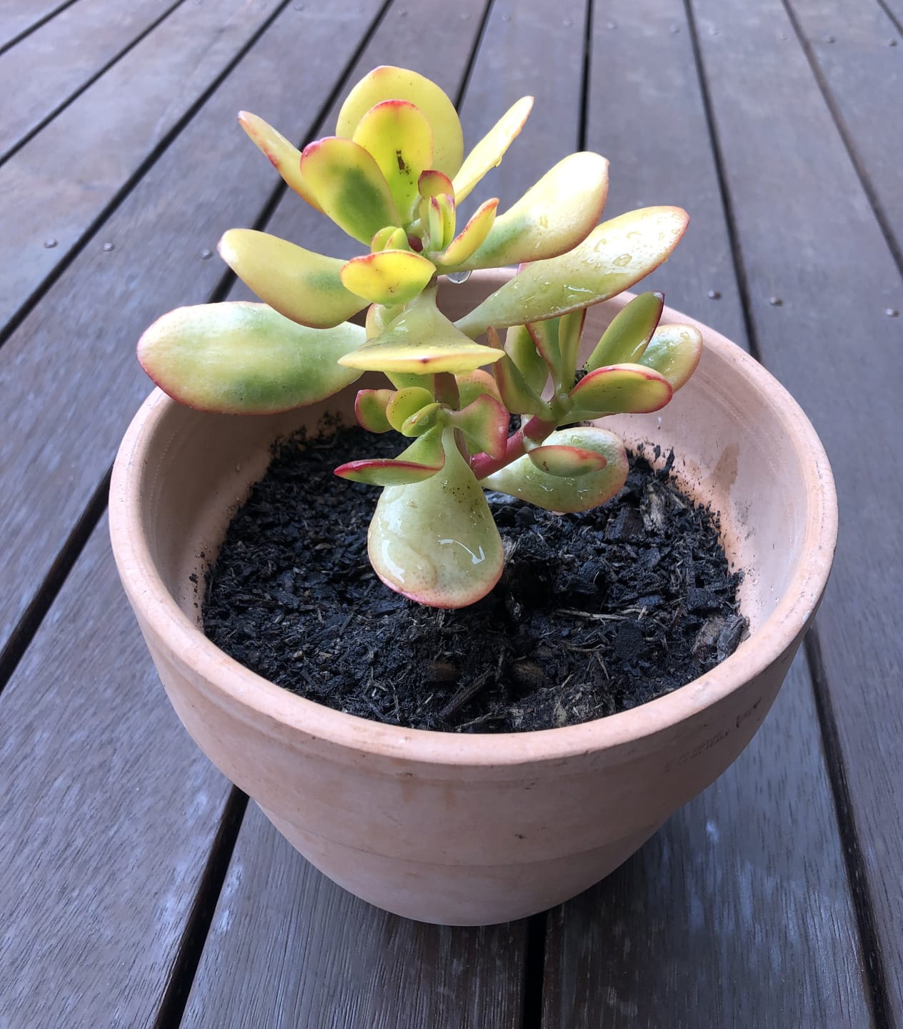 Customer photo review of Crassula ovata 'Hummel's Sunset'