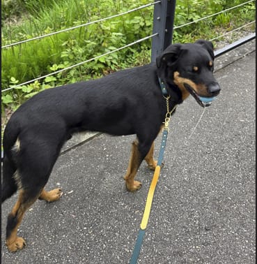 Customer photo review of Biothane Martingale Dog Collar