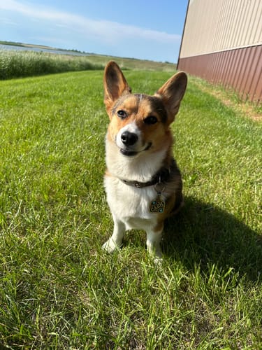 Customer photo review of Dog Tag Style 4